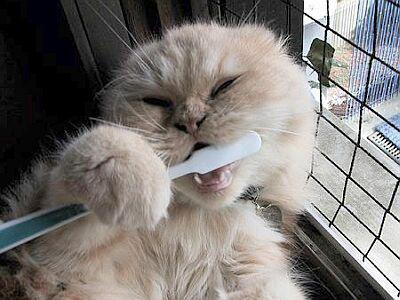 chat